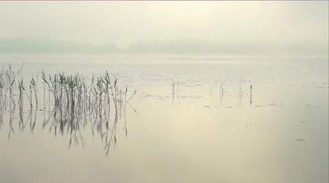 Reflected reeds Stock Footage 24614006