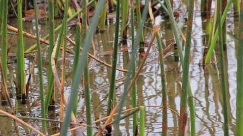 Reflected reeeds in small rippling lake Stock Footage 100967381