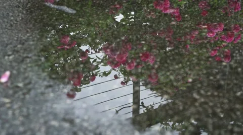 Reflected Roses Stock Footage 49667358