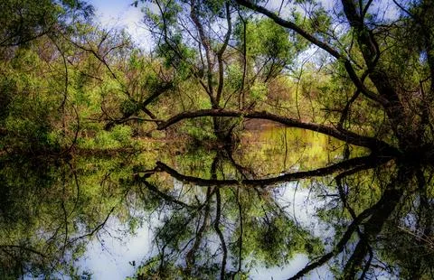 Reflected tree branches create an eye-like shape over a tranquil body of wate Stock Photos