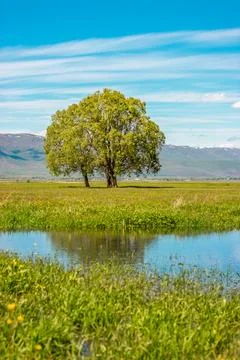 Reflected tree in a spring field, Erzurum, Turkey. Stock Photos