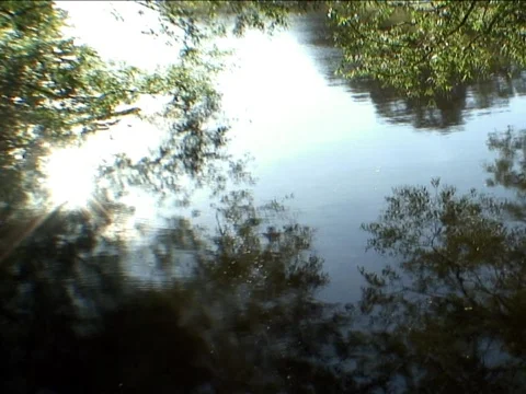 Reflected Trees Stock Footage 489975
