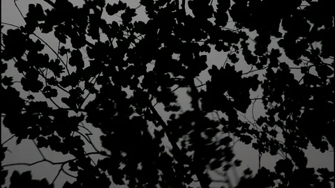 Reflected trees in watered water creating a distorted monochrome image Video stock 99008660