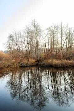 Reflected winter trees on lake Stock Photos
