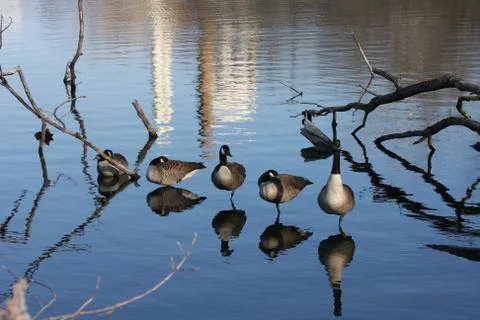 Reflecting Geese Stock Photos