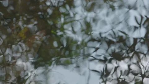 Reflecting Leaves 스톡 동영상 137306101