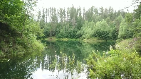 Reflecting Pond with Cicada Sounds 库存影片 248083406