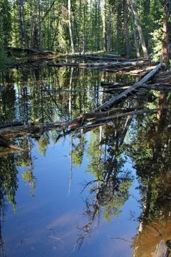 Reflecting Pool in Forest Stock Photos