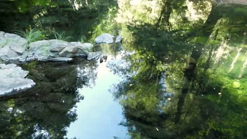 Reflecting river water mirrors forest plants and trees Stock Footage