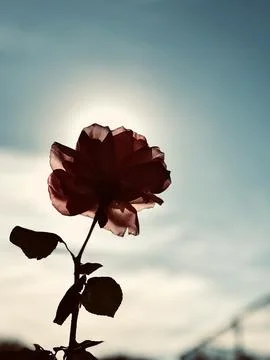 Reflecting through the sun rose (reverse light) Stock Photos