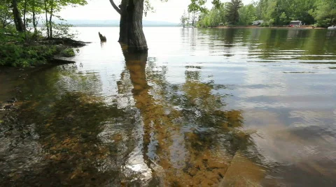 Reflecting Tree at lake Video stock 808459