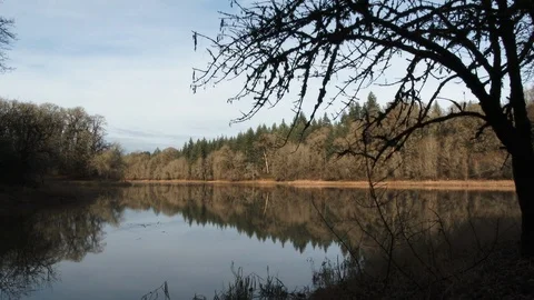 Reflecting Trees In Forest Lake Scenic Stock Footage 99944161