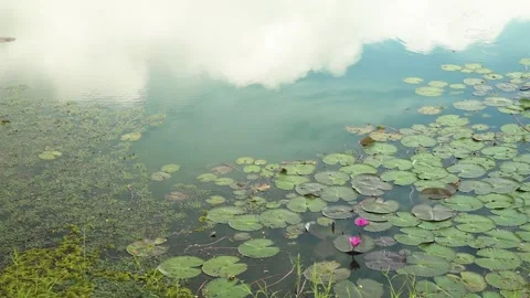 Reflecting White Cloud on the Sky on Lotus Pond Stock Footage 141183821