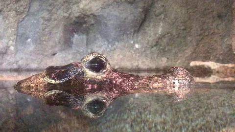 Reflection of Alligator inside water Stock Footage 83070171
