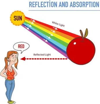 Reflection and absorption vector illustration イラスト素材
