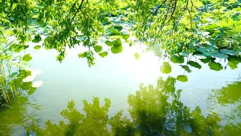 Reflection and reflection of green lake in summer Stock Footage 134657218