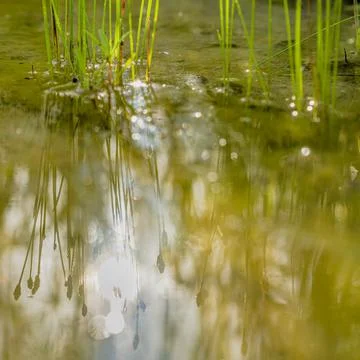 Reflection of aquatic grass in shallow pool Foto stock