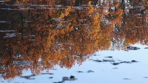 Reflection of the autumn forest in the lake Stock Footage 124010160