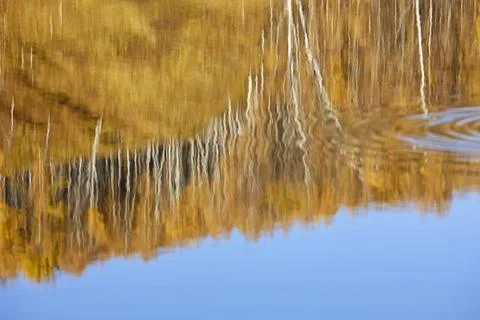 Reflection of the autumn forest on the surface of the water Stock Photos