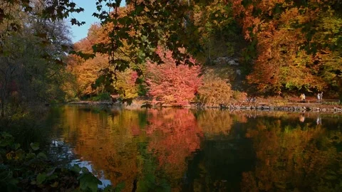 Reflection of autumn leaves in the pond Stock Footage 225687277