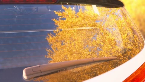 Reflection of autumn leaves on rear windshield of car Stockbeeldmateriaal 117103011