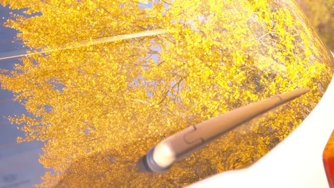 Reflection of autumn leaves on rear windshield of car Stockbeeldmateriaal 117103049