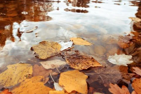 Reflection of autumn Stock Photos