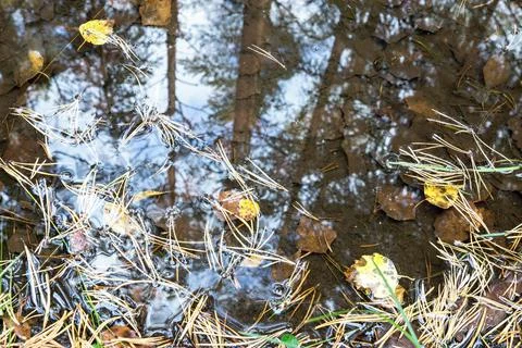 Reflection in an autumn pool Stock Photos