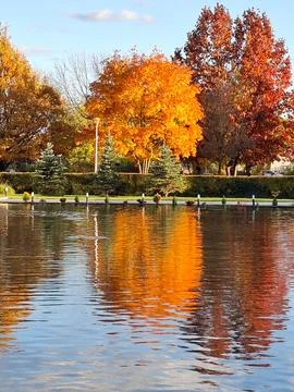 Reflection of autumn tree in water Fotos de archivo