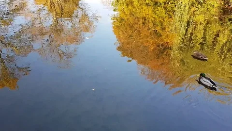 Reflection of Autumn Trees and Ducks in River Stock Footage 81790794