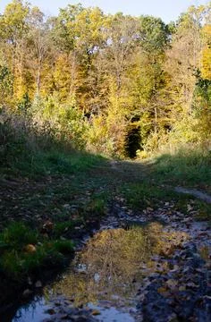 Reflection of autumn trees in puddle on path in middle of forest. Foto stock