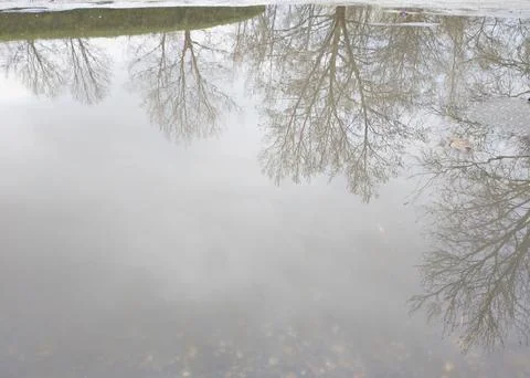 Reflection of autumn trees in a puddle of water. autumn beauty in nature Stock Photos