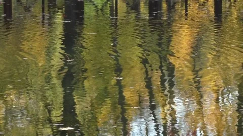 Reflection of autumn trees on the water Stock Footage