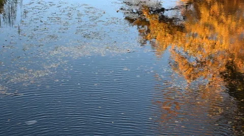 Reflection of autumn trees with yellow leaves in the river. Stock Footage 68127976