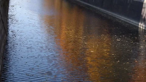 Reflection of autumn yellow trees in water Stock Footage 162298554