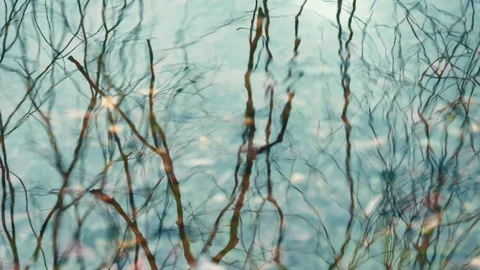 Reflection of bare branches swaying on the wind on the surface of the lake 動画素材 258886344