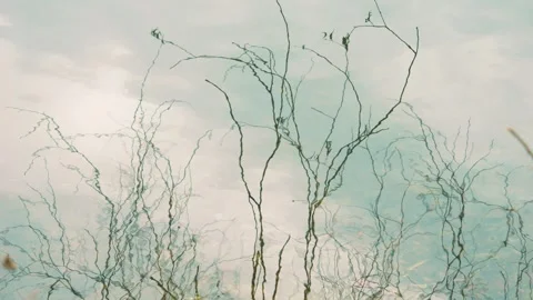 Reflection of bare branches swaying on the wind on the surface of the lake Stock-Footage 258886356