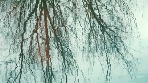 Reflection of bare branches swaying on the wind on the surface of the lake Stock-Footage 258886358