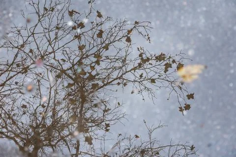 Reflection of bare tree branches and autumn leaves in a water puddle on pav.. Stock Photos
