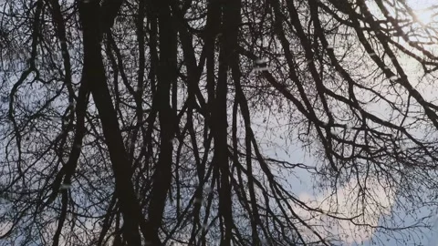 Reflection of bare tree branches Stock Footage 152847534