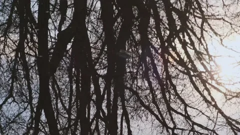 Reflection of bare tree branches Video stock 152847573