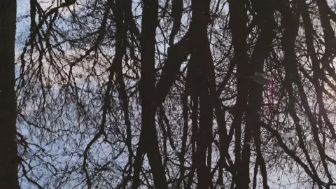 Reflection of bare tree branches 스톡 동영상 152847580