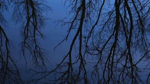 Reflection of bare tree branches Stock Footage 152847771