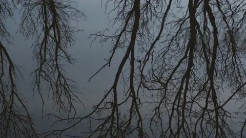 Reflection of bare tree branches Stock Footage 152847906