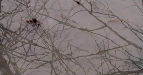 Reflection of Bare Tree Branches on Winter Water Surface Stock Footage 297703089