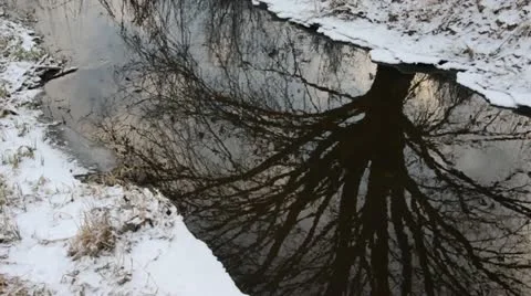 Reflection of a bare tree in a brook, Karower Seen Nature Reserve, Berlin, Stock Footage 12675833