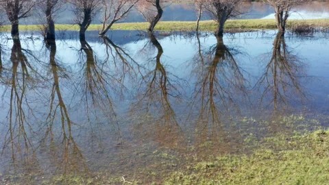 Reflection of bare trees and blue sky in a pond. Row of willows in winter, by Stock Footage 233341239