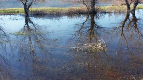 Reflection of bare trees and blue sky in a pond. Row of willows in winter, by Stock Footage 233363039
