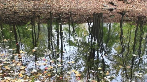 Reflection of bare trees, in a pond, in the fall, with dead leaves Stock-Footage 167672452