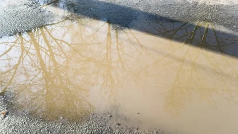 The reflection of bare trees in a puddle on the asphalt Stock Footage 331332004